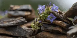 Gentian (23)