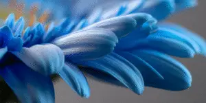 Gentian Flower