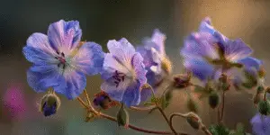 Geranium (13)