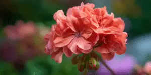 Geranium (15)