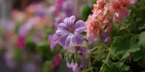 Geranium (18)