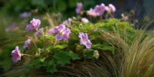 Geranium (24)