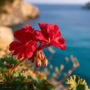 Geranium Zonal Pelargonium (Pelargonium × hortorum)​