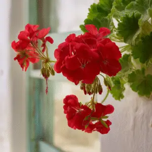 Geranium