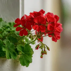 Geranium Zonal Pelargonium (Pelargonium × hortorum)​