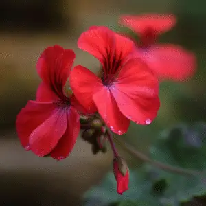 Geranium