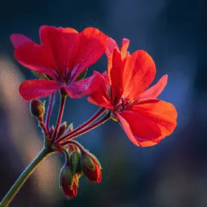 Geranium