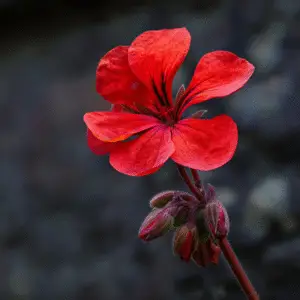 Geranium