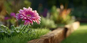 Gerbera Daisy Flower
