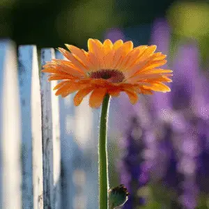 Orange gerbera daisy beside white fence