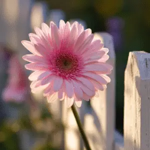 Pink gerbera daisy by white fence