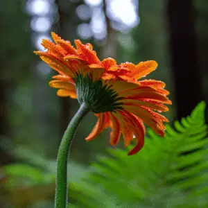 Vibrant orange flower with raindrops