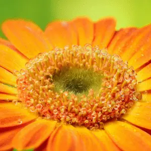 Vibrant orange flower with water droplets