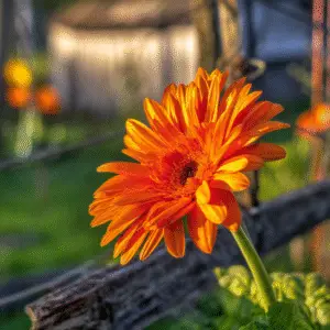 Vibrant orange gerbera daisy in sunlight