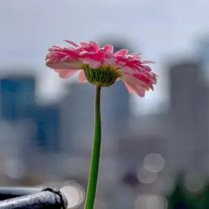 Pink flower against city skyline backdrop