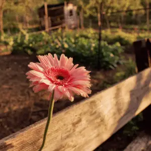 Pink gerbera daisy in garden setting.