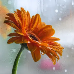 Orange flower with raindrops on glass