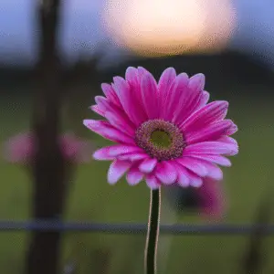 Pink gerbera daisy against sunset backdrop.