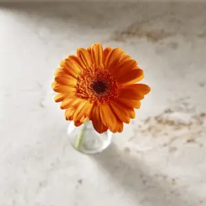 Bright orange gerbera daisy in vase