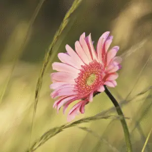 Pink flower amidst golden grass