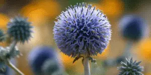 Globe Thistle (3)