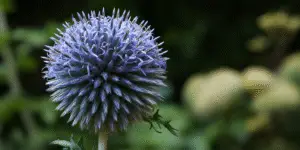 Globe thistle macro, spiny florets, dark blurred background.