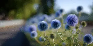 Globe thistles along roadside, multiple blue spheres, bokeh sky.