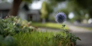Globe Thistle (8)