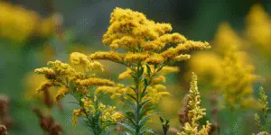 Goldenrod (10)