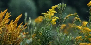 Goldenrod Flower