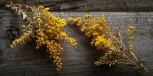 Goldenrod Flower