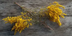 Goldenrod stems on weathered wood, dried botanical arrangement.