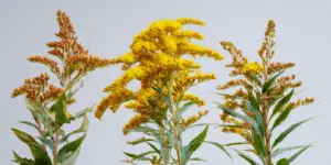 Goldenrod Flower