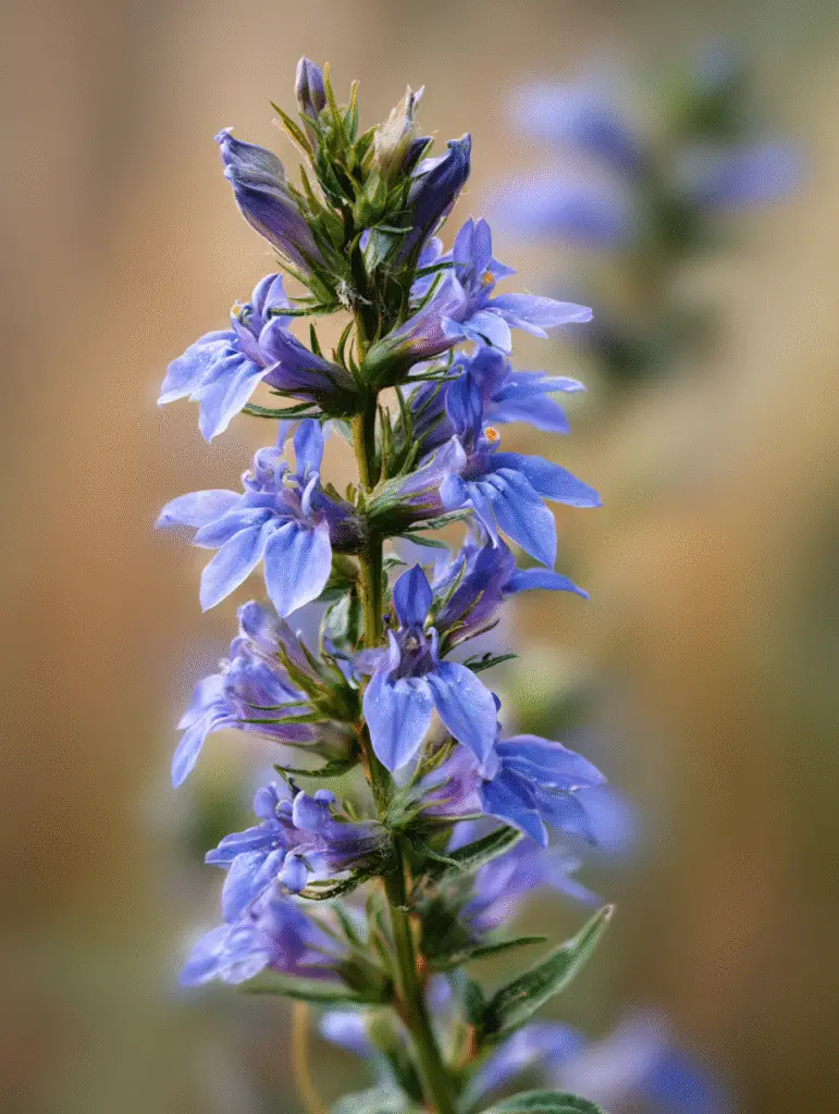 Great Blue Lobelia