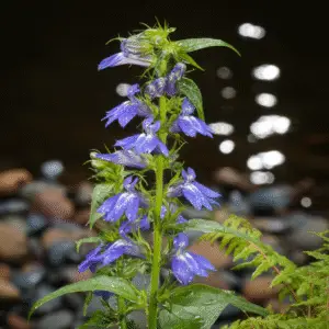 Great Blue Lobelia