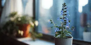 Great Blue Lobelia (13)