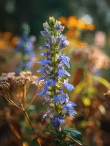 Great Blue Lobelia