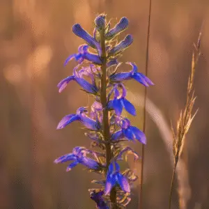Great Blue Lobelia Flower