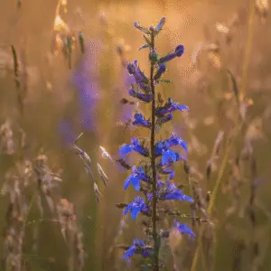 Great Blue Lobelia Flower