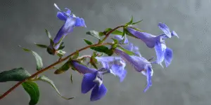 Great blue lobelia cluster, tubular blossoms, studio lighting.