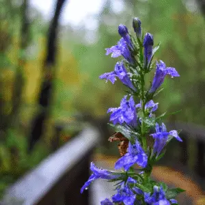 Great Blue Lobelia Flower
