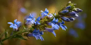 Great Blue Lobelia
