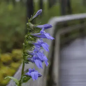 Great Blue Lobelia Flower