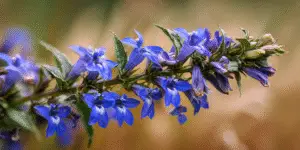 Great blue lobelia spray, starry blooms, arching stem.