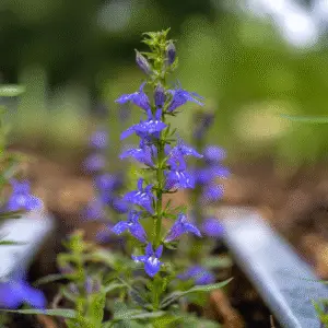 Great Blue Lobelia