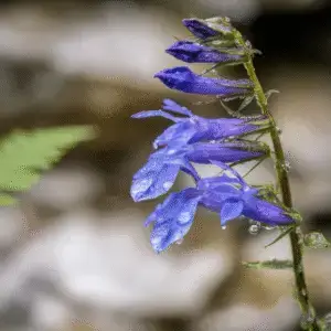 Great Blue Lobelia Flower