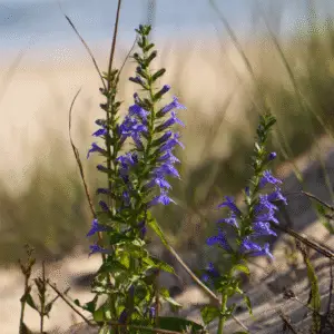 Great Blue Lobelia