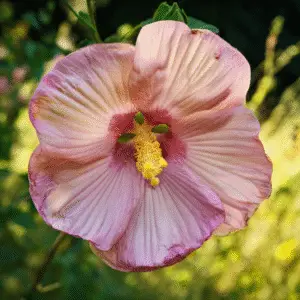 Large pink hibiscus flower in bloom