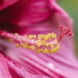 Close-up of vibrant pink hibiscus flower