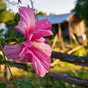Pink flower near rustic barn